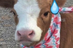 娱乐吃瓜酱搞笑