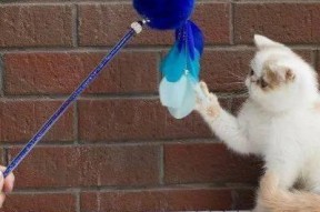 玩滑梯的猫咪娱乐吃瓜酱