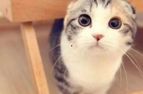 娱乐吃瓜君折耳猫,折耳猫的神秘魅力与争议