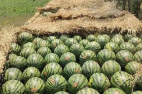 今日份成都吃瓜,今日热门事件大盘点